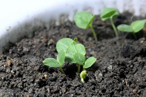 蜀葵如何发芽，播种前先浸种