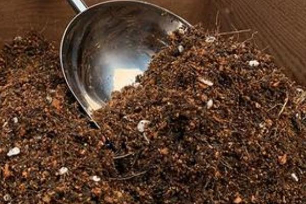 蜀葵如何发芽，播种前先浸种