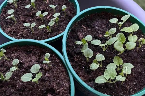 蜀葵如何发芽，播种前先浸种