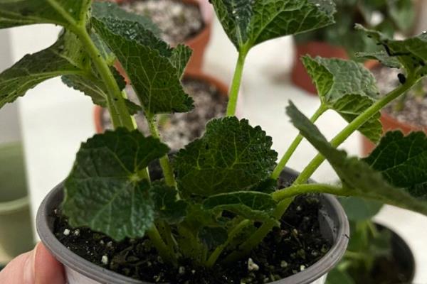 蜀葵如何发芽，播种前先浸种