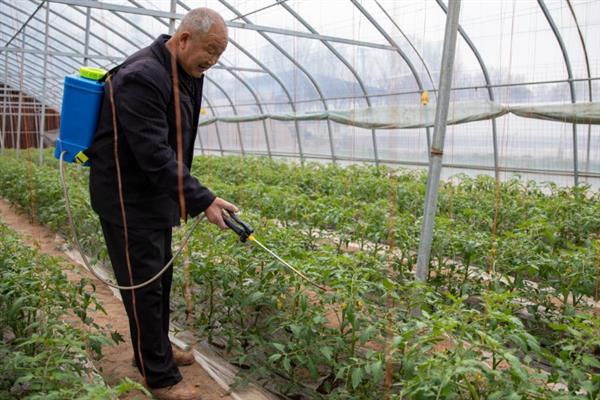 大棚番茄病虫害怎么防治，叶霉病、灰霉病可喷施速克灵等药物