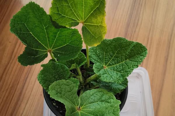 蜀葵如何发芽，播种前先浸种