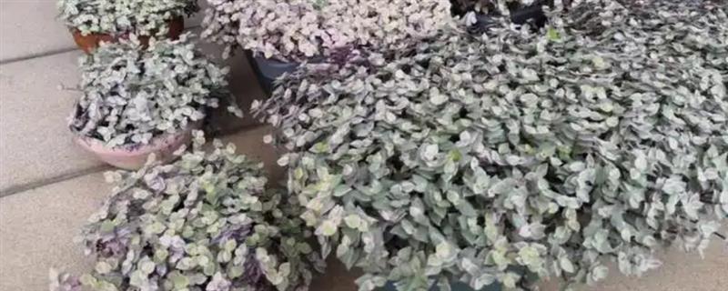 胭脂云的过冬温度，温度低于10℃时会受冻