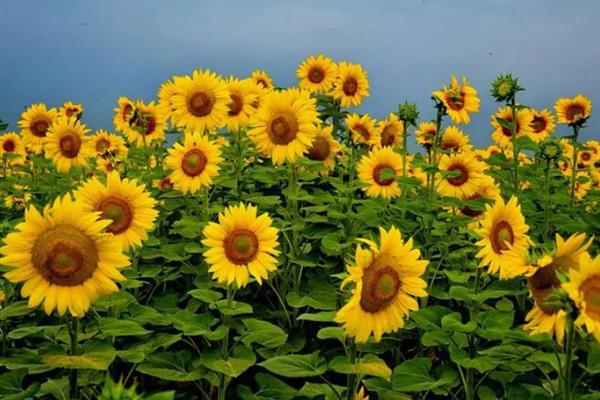 向日葵有什么花语，代表忠诚、沉默的爱、一生挚爱等含义