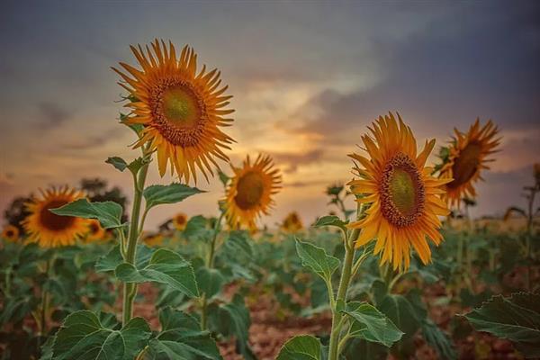 向日葵有什么花语，代表忠诚、沉默的爱、一生挚爱等含义