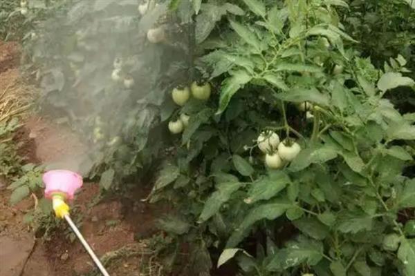 大棚番茄病虫害怎么防治，叶霉病、灰霉病可喷施速克灵等药物