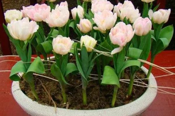 在室内养殖郁金香的方法，春秋季节每天需晒光8小时以上