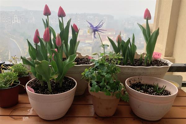 在室内养殖郁金香的方法，春秋季节每天需晒光8小时以上