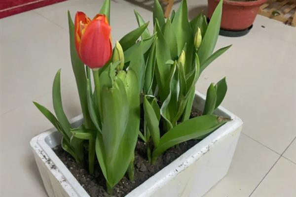 在室内养殖郁金香的方法，春秋季节每天需晒光8小时以上