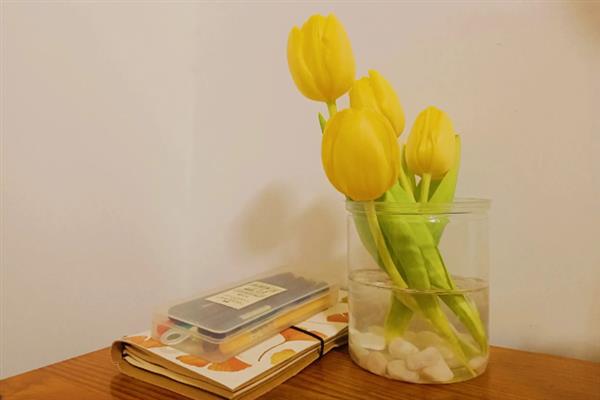 在室内养殖郁金香的方法，春秋季节每天需晒光8小时以上