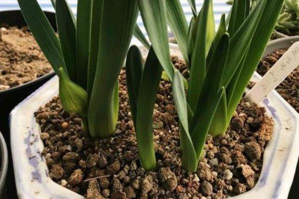 水仙花下垂的原因，可能是光照不足所致
