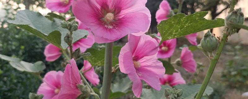 蜀葵如何发芽，播种前先浸种