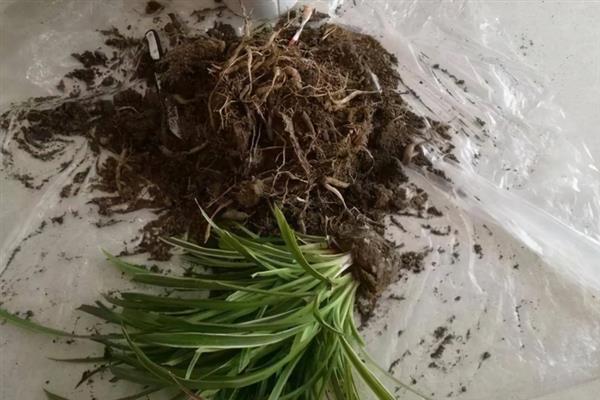 吊兰秋天能不能剃头，可以剪除徒长、枯黄的叶片
