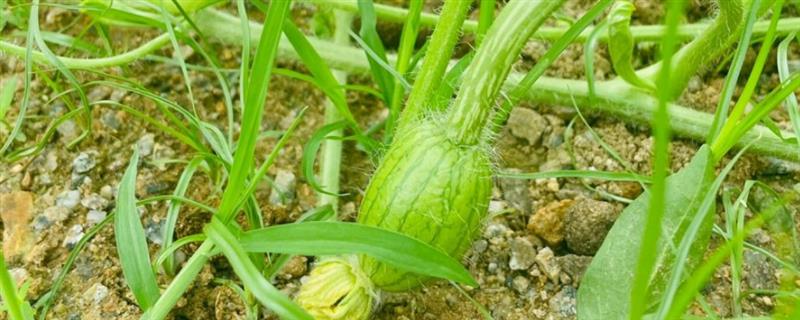西瓜的授粉方法，摘取雄花并将花粉涂抹在雌花上