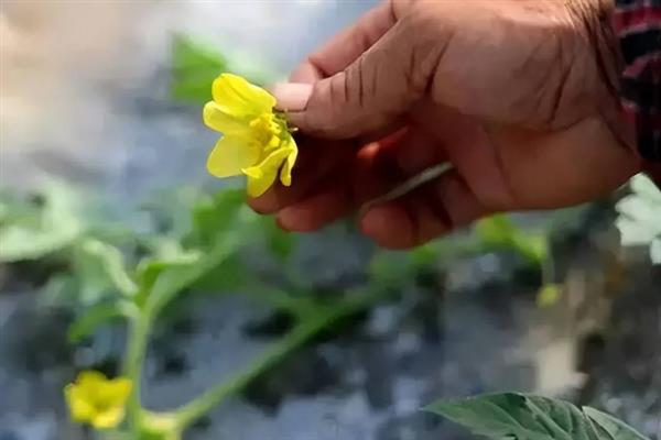 西瓜的授粉方法，摘取雄花并将花粉涂抹在雌花上