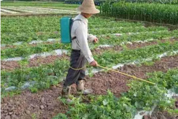 西瓜的授粉方法，摘取雄花并将花粉涂抹在雌花上