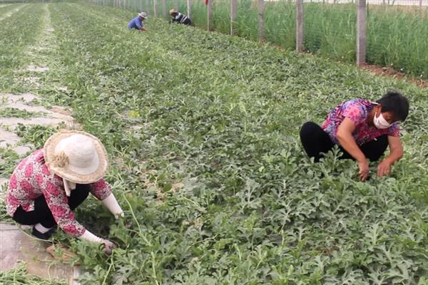 西瓜的授粉方法，摘取雄花并将花粉涂抹在雌花上