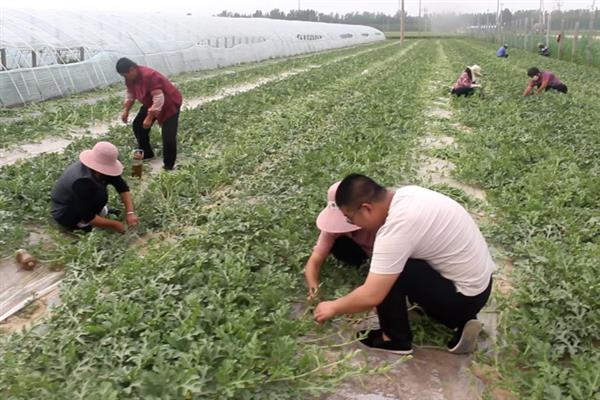 西瓜的授粉方法，摘取雄花并将花粉涂抹在雌花上