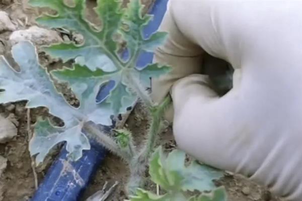 西瓜的授粉方法，摘取雄花并将花粉涂抹在雌花上
