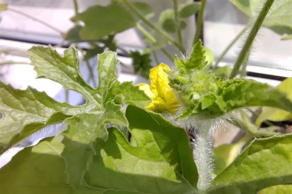 西瓜的授粉方法，摘取雄花并将花粉涂抹在雌花上