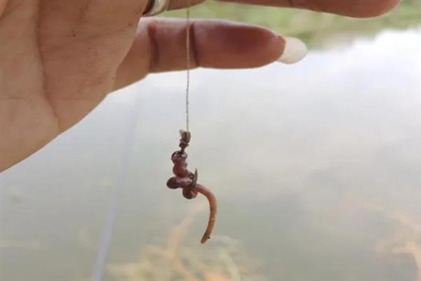 春天用蚯蚓能不能钓到鲤鱼，春天用蚯蚓能钓到鲤鱼