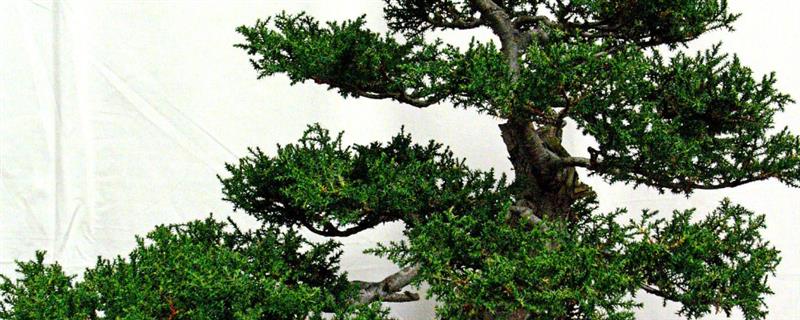 罗汉松有没有毒，罗汉松是没有毒的