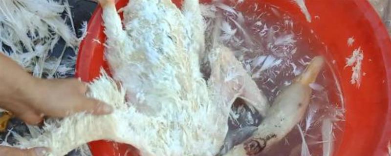 杀鹅怎样去毛好，可采用干拔法或湿拔法