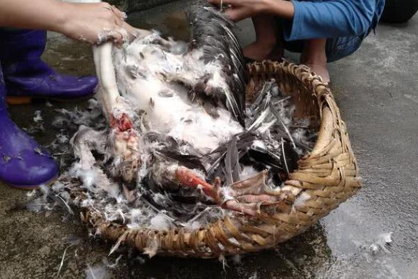杀鹅怎样去毛好，可采用干拔法或湿拔法