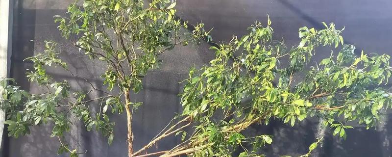 马醉木有什么花语，代表初恋般清纯的爱情