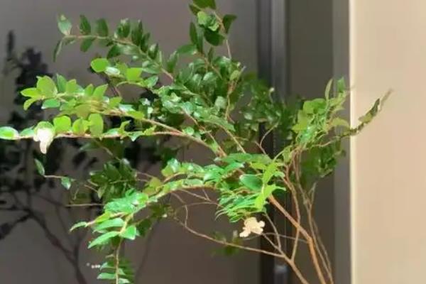 马醉木有什么花语，代表初恋般清纯的爱情