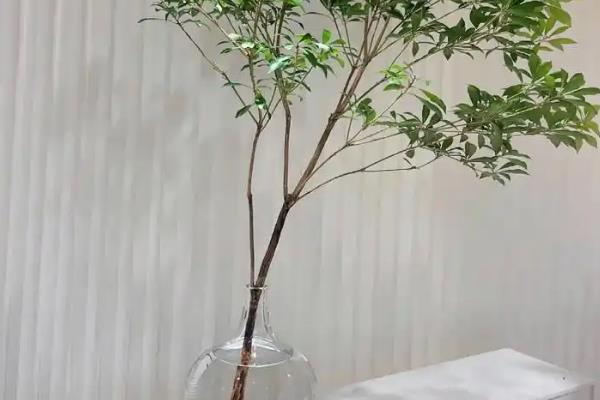 马醉木有什么花语，代表初恋般清纯的爱情