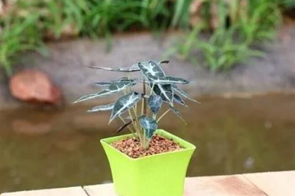 小仙女花的养殖方法，通过播种和扦插的方法进行繁殖
