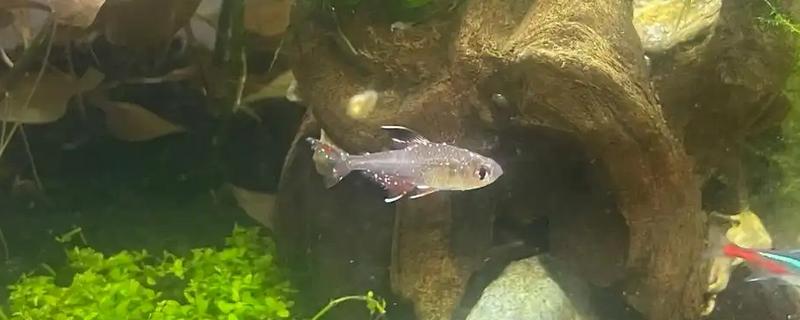用盐水给鱼杀菌需浸泡多长时间，根据鱼病严重程度调整盐水浓度