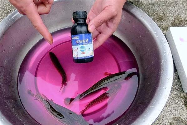 用盐水给鱼杀菌需浸泡多长时间，根据鱼病严重程度调整盐水浓度