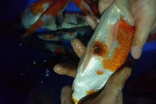 用盐水给鱼杀菌需浸泡多长时间，根据鱼病严重程度调整盐水浓度