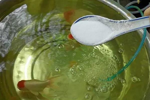用盐水给鱼杀菌需浸泡多长时间，根据鱼病严重程度调整盐水浓度