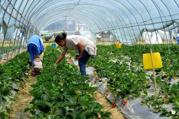 如何预防草莓青枯死苗，采取增施有机肥、垄作稀植栽培等措施