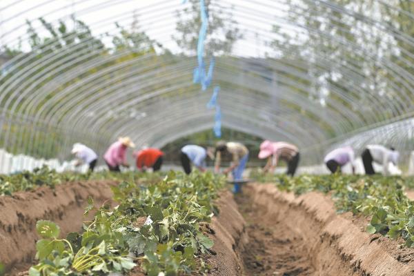 如何预防草莓青枯死苗，采取增施有机肥、垄作稀植栽培等措施