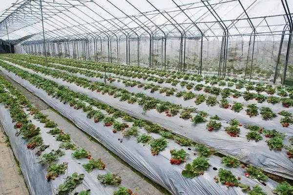 如何预防草莓青枯死苗，采取增施有机肥、垄作稀植栽培等措施