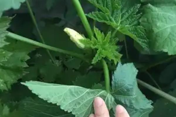 苦瓜适合留几个蔓，保留2-3个侧蔓和1个主蔓