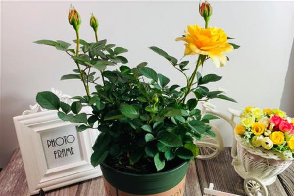 避免盆栽玫瑰长虫的方法,定期剪除生长过密的枝叶