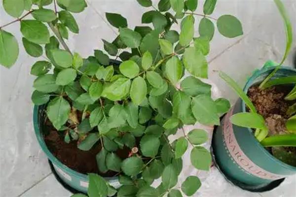 避免盆栽玫瑰长虫的方法,定期剪除生长过密的枝叶