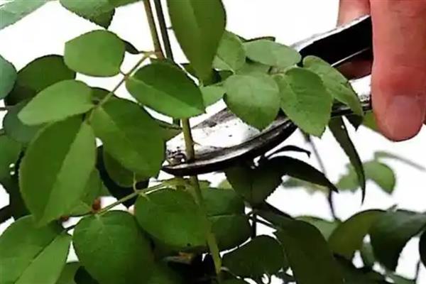 避免盆栽玫瑰长虫的方法,定期剪除生长过密的枝叶