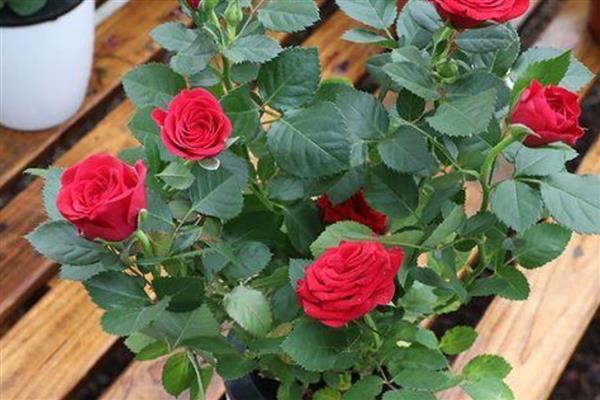 避免盆栽玫瑰长虫的方法,定期剪除生长过密的枝叶