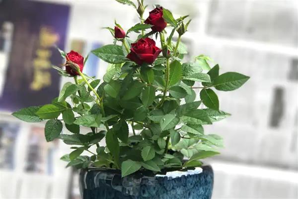 避免盆栽玫瑰长虫的方法,定期剪除生长过密的枝叶