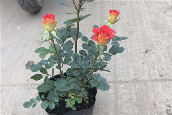 避免盆栽玫瑰长虫的方法,定期剪除生长过密的枝叶