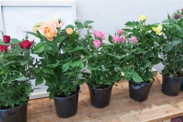 避免盆栽玫瑰长虫的方法,定期剪除生长过密的枝叶