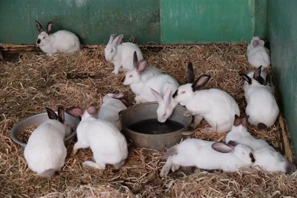养殖兔子的注意事项,不可饲喂霉变的饲料