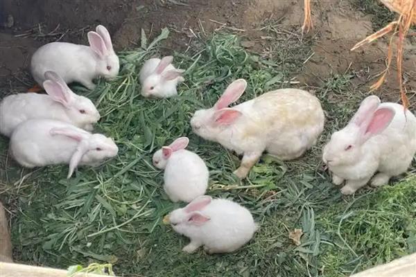 养殖兔子的注意事项,不可饲喂霉变的饲料
