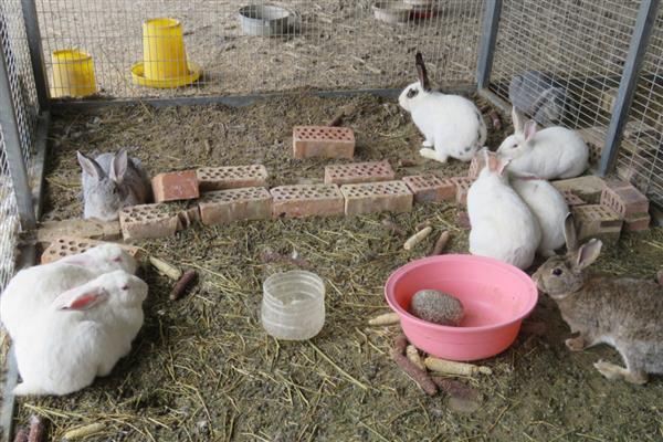 养殖兔子的注意事项,不可饲喂霉变的饲料